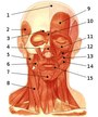 Muscle Identification