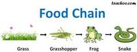 food chain - Class 1 - Quizizz