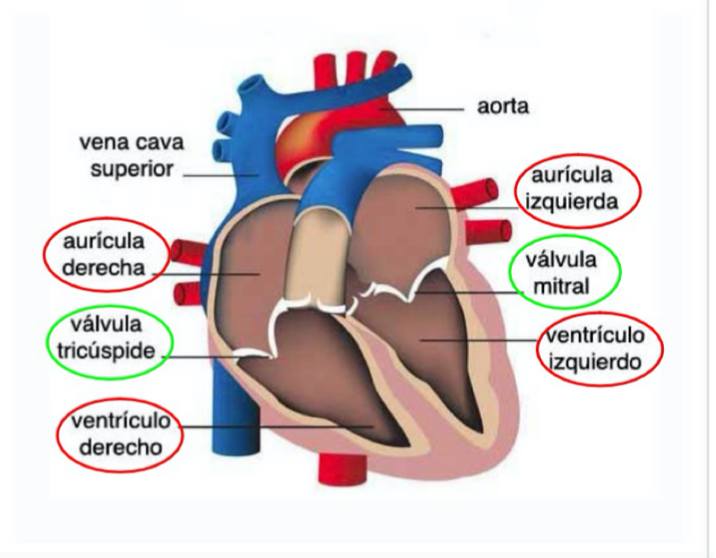 Anatomia Quizzes