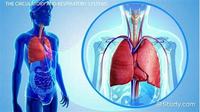 the circulatory and respiratory systems - Class 1 - Quizizz