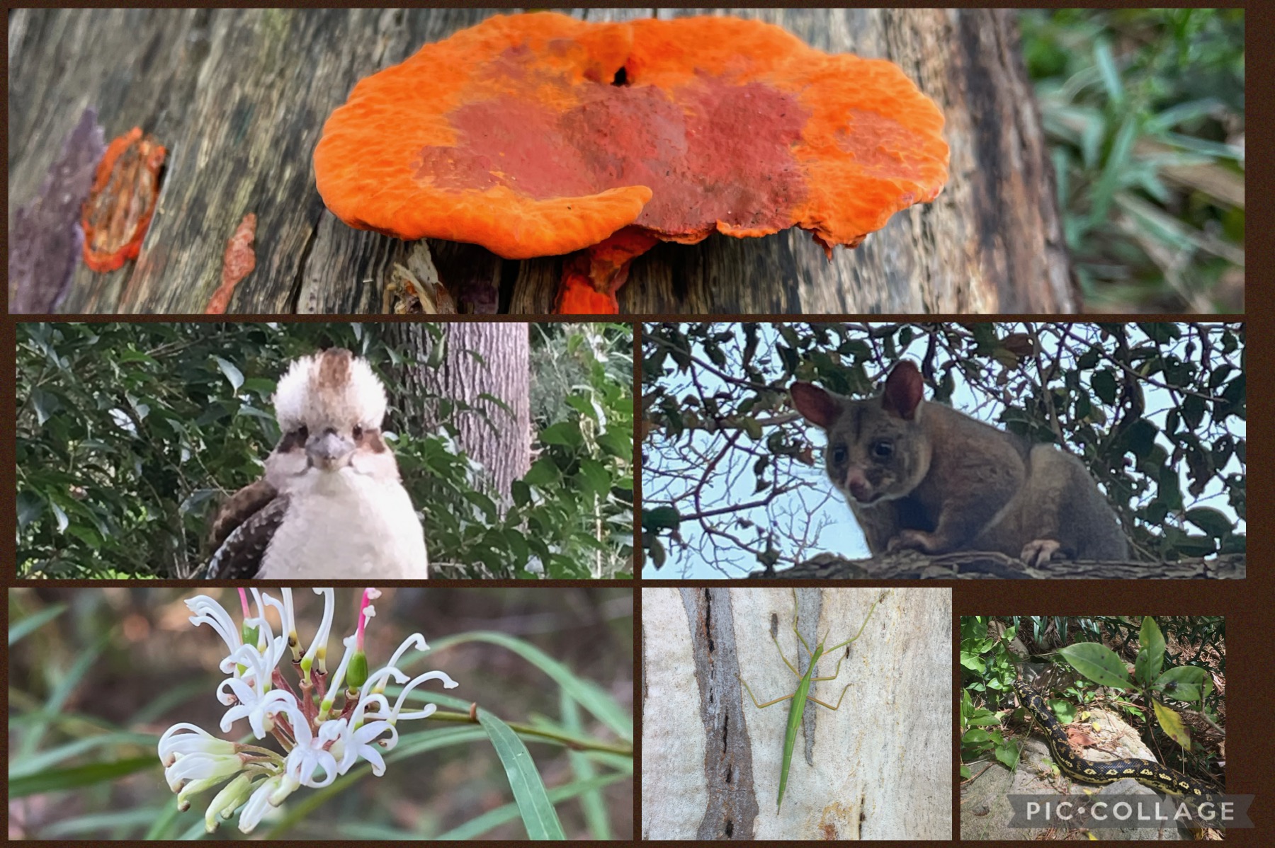 Australian Biodiversity | Quizizz