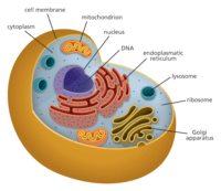 structure of a cell - Class 5 - Quizizz