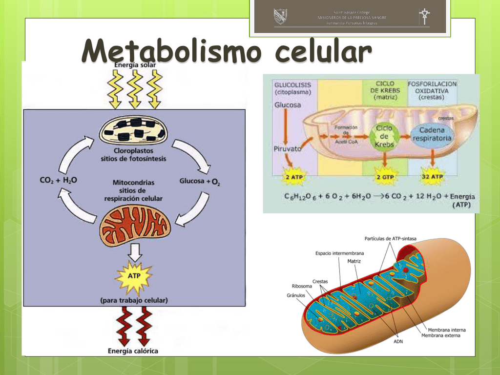 metabolismo - Série 5 - Questionário