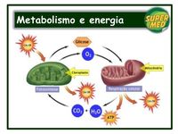 metabolismo - Série 11 - Questionário