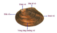 Đọc trôi chảy - Lớp 7 - Quizizz