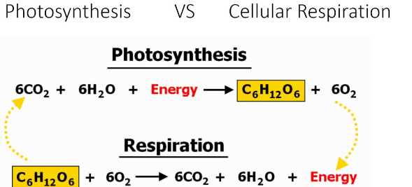Photosynthesis And Cellular Respiration Quiz Quizizz