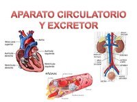 los sistemas digestivo y excretor - Grado 9 - Quizizz