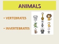 vertebrata dan invertebrata - Kelas 2 - Kuis