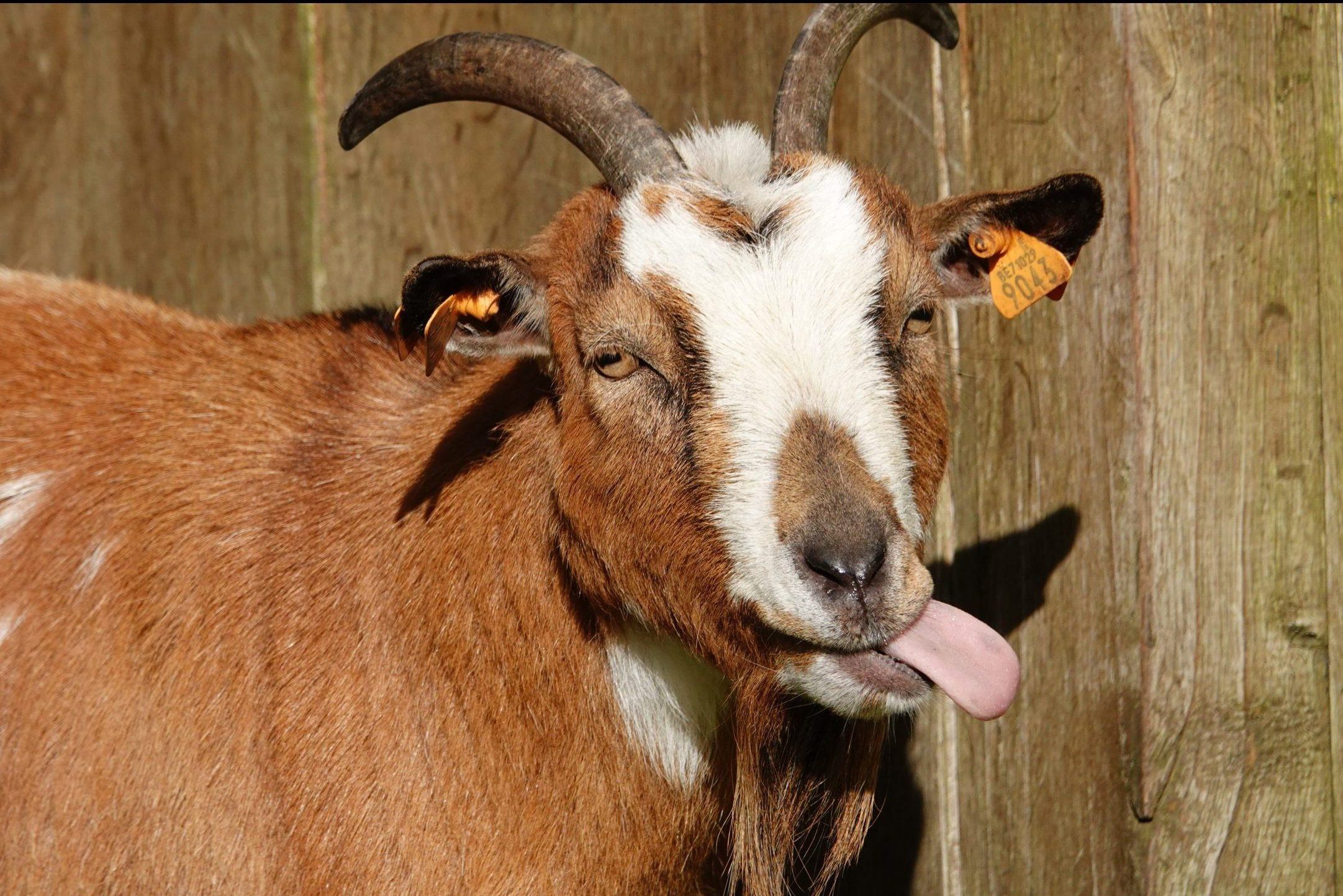 fun facts goats | Quizizz