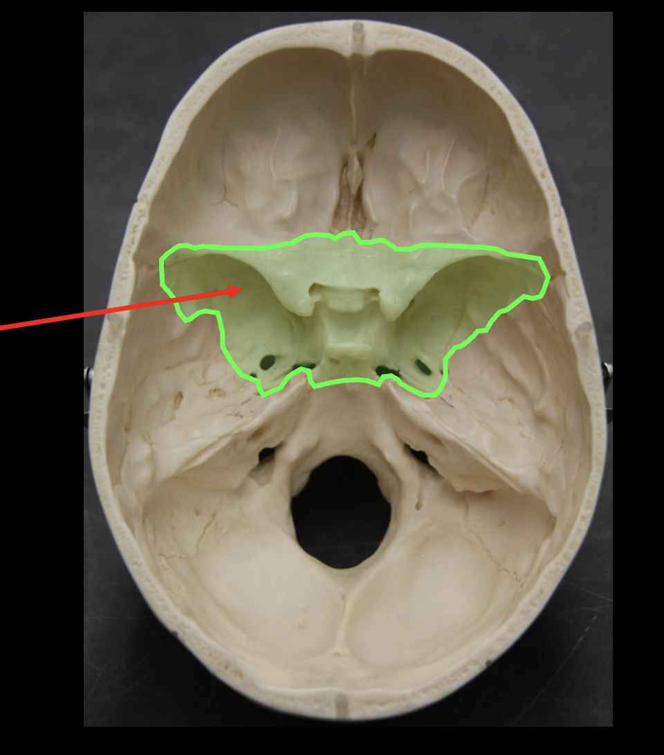 Sphenoid Bone | Science - Quizizz