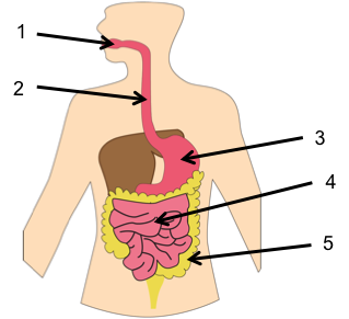 Human Body Systems