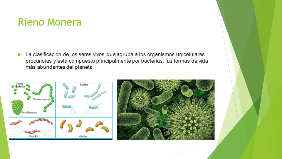 Clasificaciones naturales de los seres vivos - Quizizz