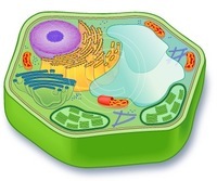 diagrama de células vegetales - Grado 12 - Quizizz