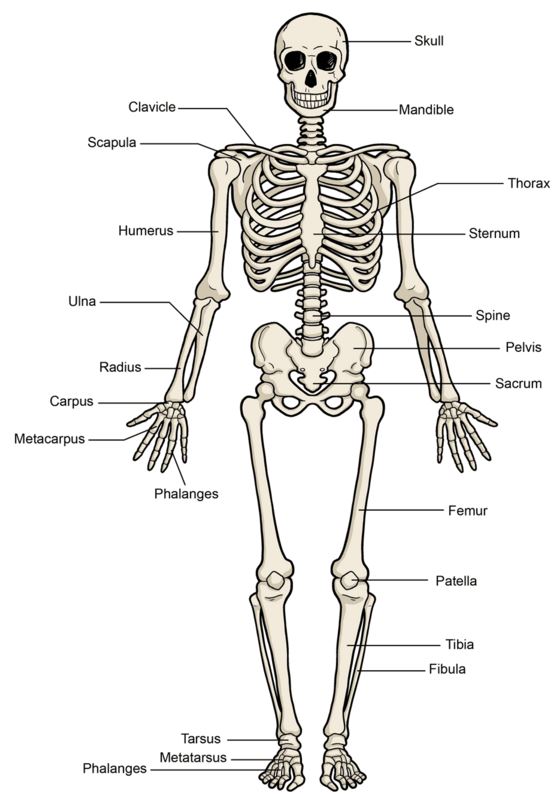 the-skeletal-system-questions-answers-for-quizzes-and-tests-quizizz