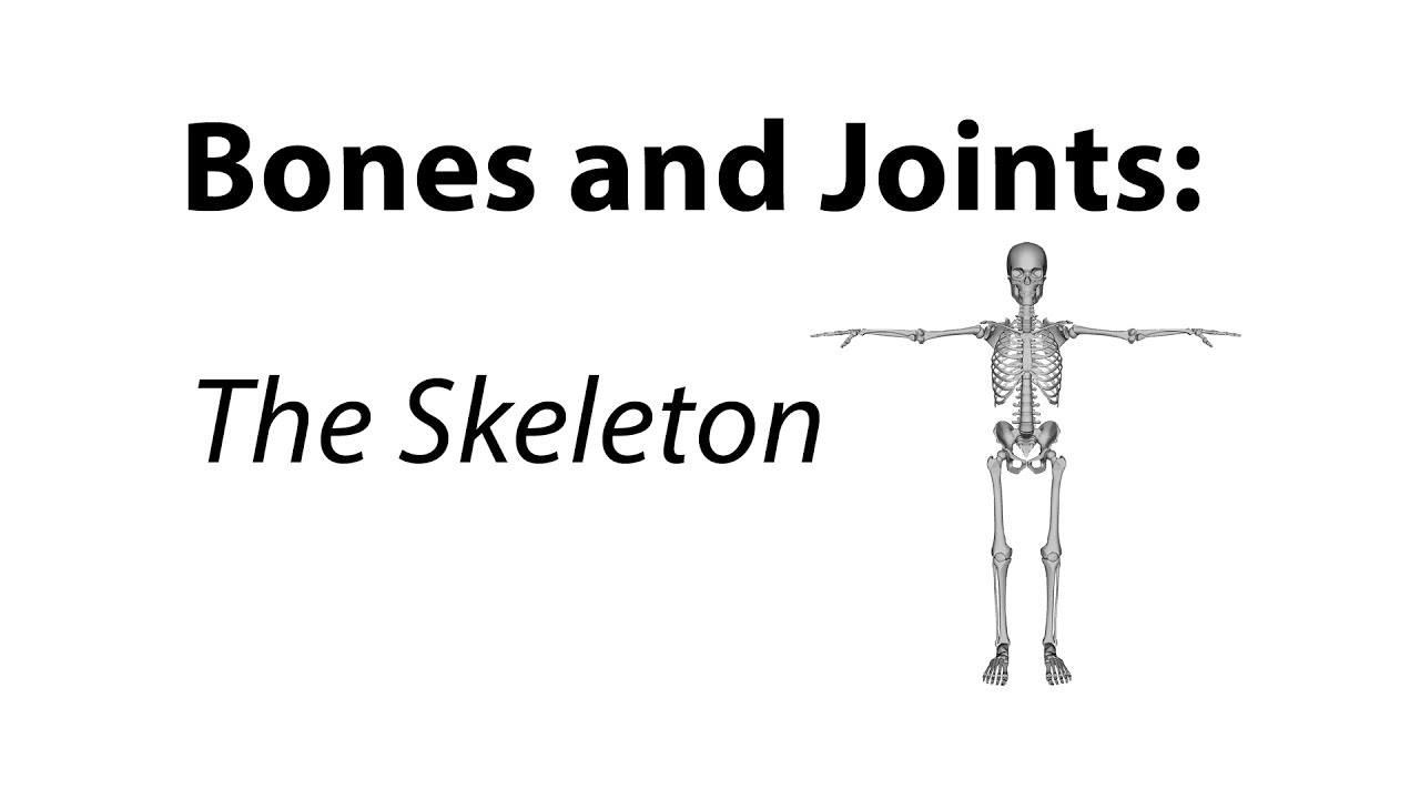 Bones and Joints | Human Anatomy Quiz - Quizizz