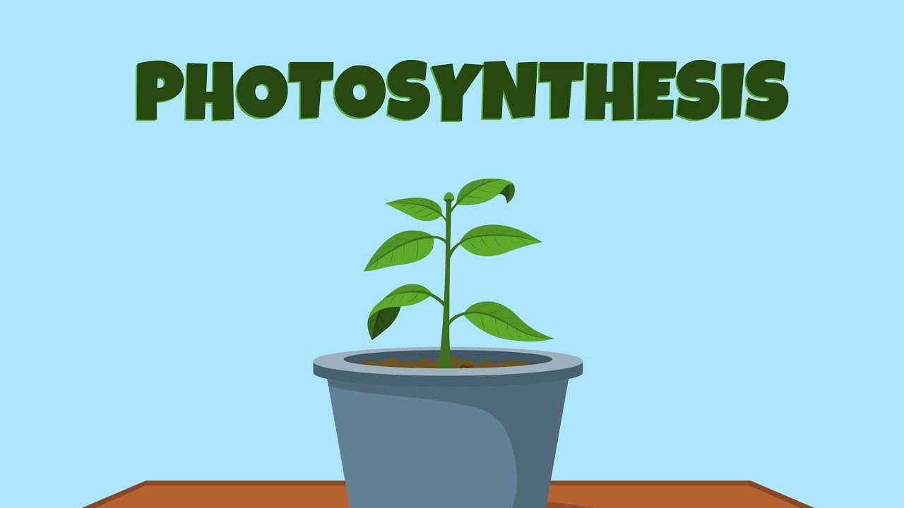 Photosynthesis | 242 Plays | Quizizz