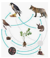 Carbon/Nitrogen Cycle and Food Web | Science - Quizizz