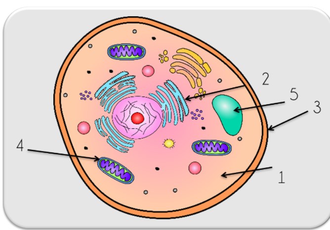 plant cell diagram - Grade 4 - Quizizz