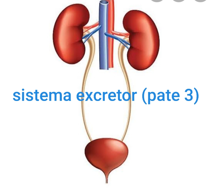 os sistemas digestivo e excretor - Série 1 - Questionário