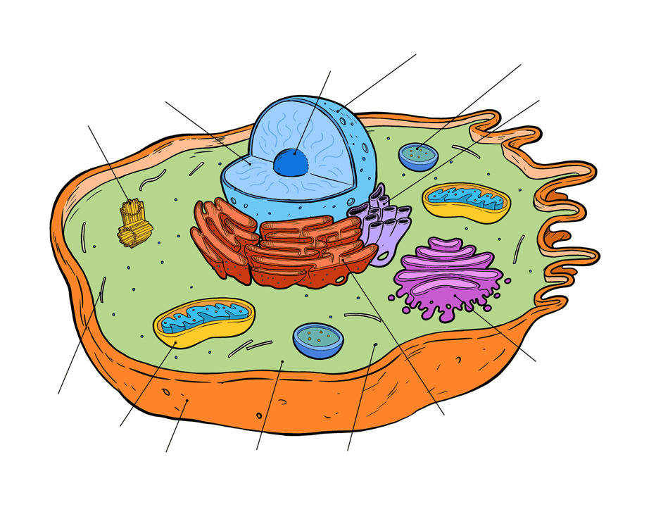 Animal Cell Diagram