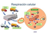 respiración celular - Grado 3 - Quizizz