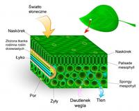 tkanki Fiszki - Quizizz