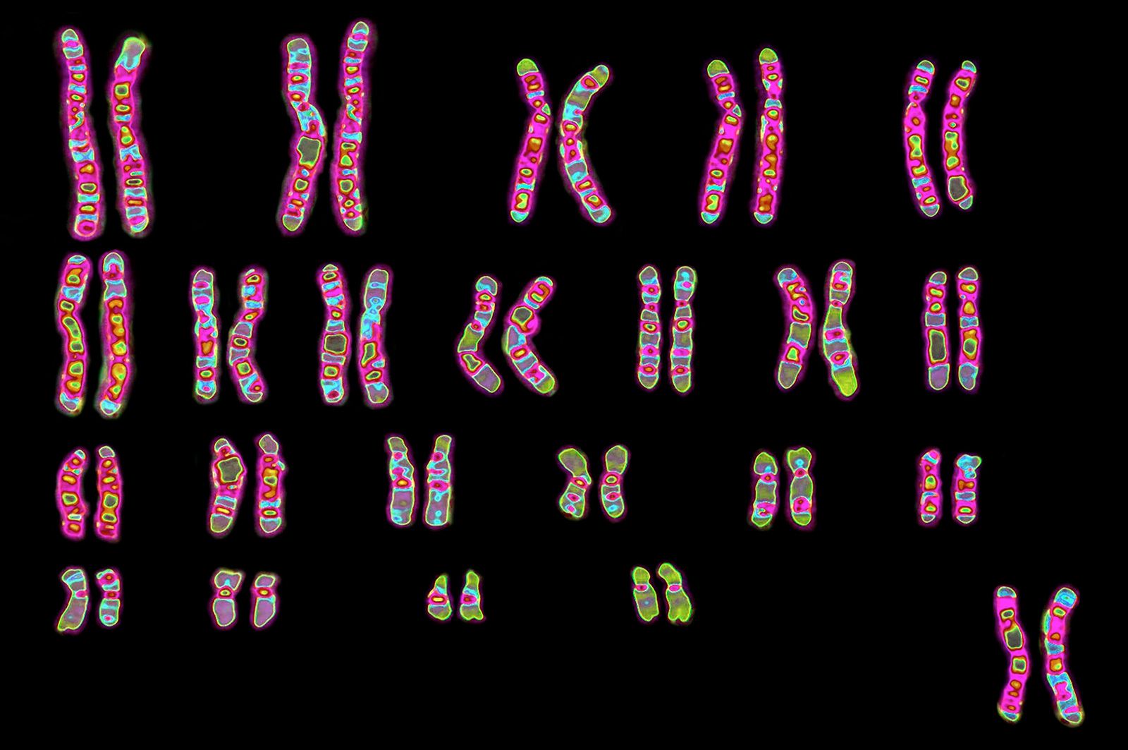 genetics-vocabulary-practice-questions-answers-for-quizzes-and-tests-quizizz