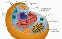 tính chất của hình thoi - Lớp 1 - Quizizz