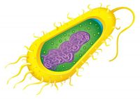 biología vegetal - Grado 5 - Quizizz