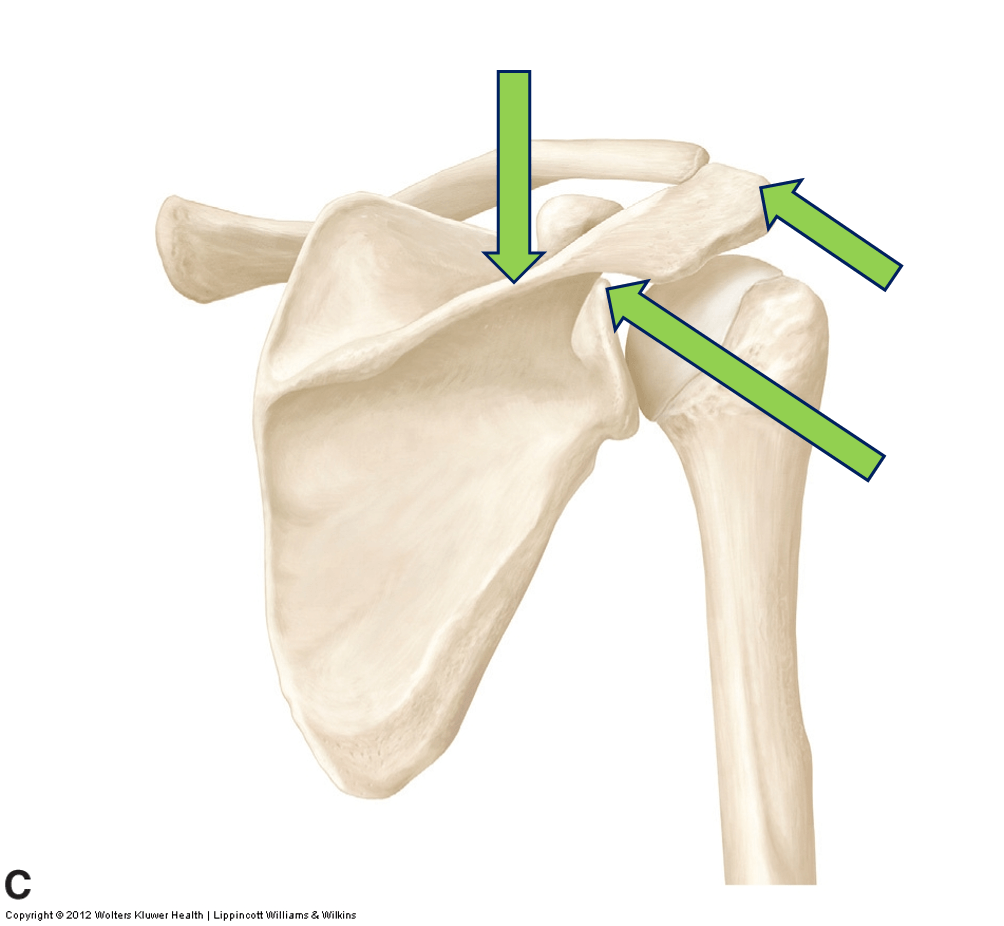 UEX Shoulder Anatomy Quiz | Quizizz