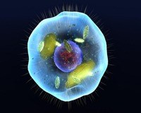 El ciclo celular y la mitosis. - Grado 10 - Quizizz