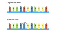 genetic mutation - Grade 11 - Quizizz