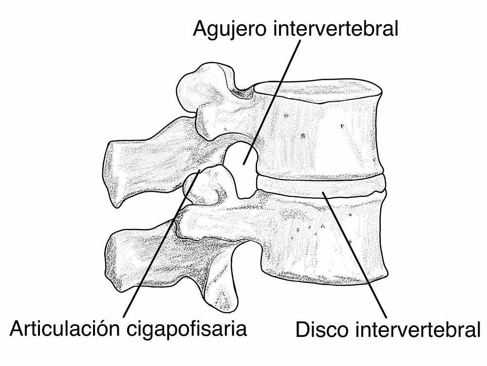 agujero intervertebral