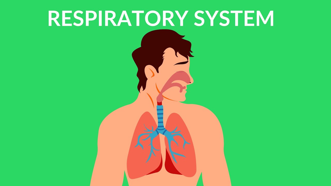 Respiratory System 