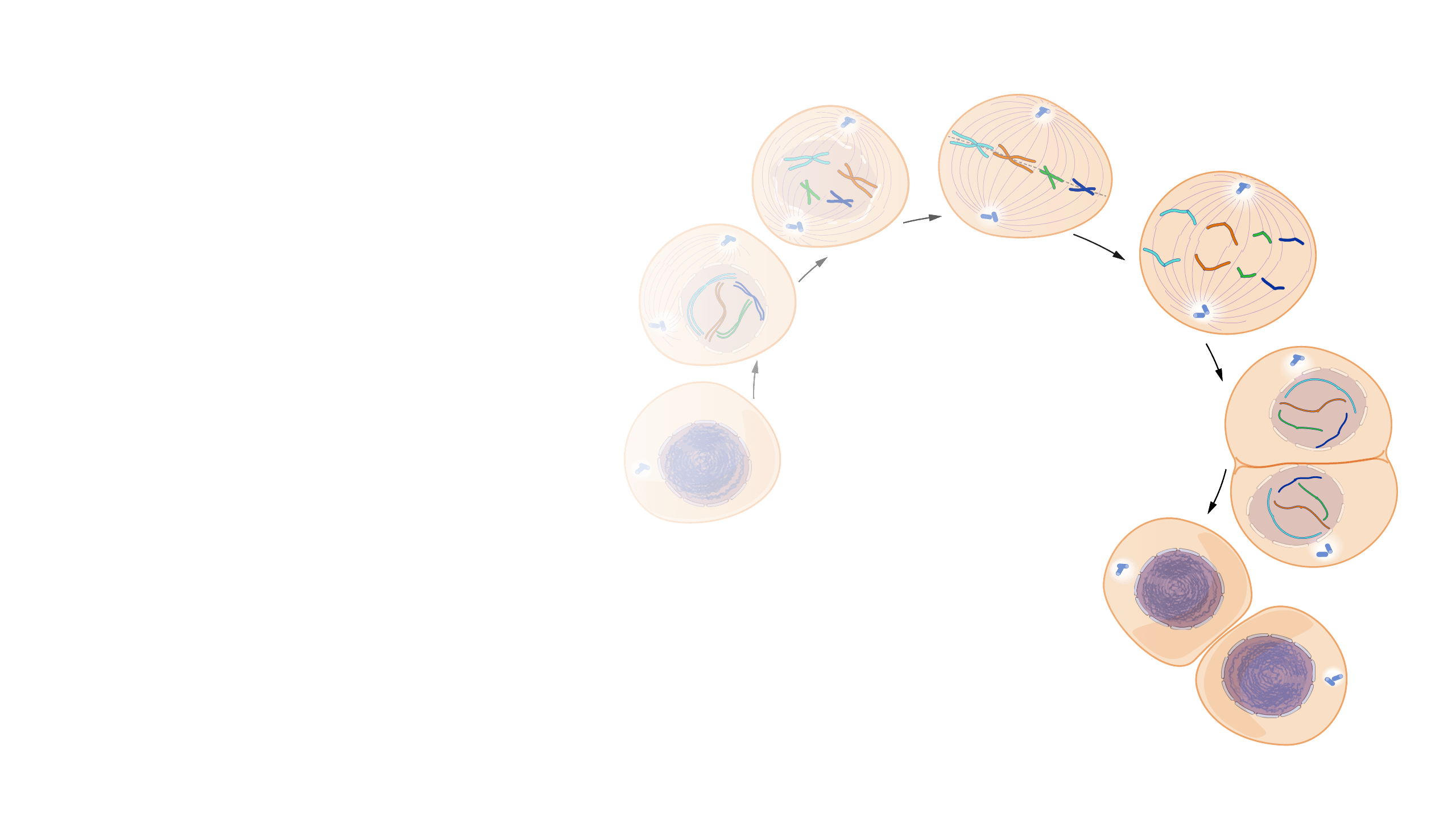 cell-division-questions-answers-for-quizzes-and-tests-quizizz