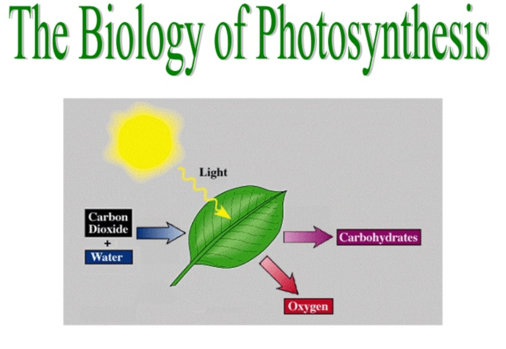 Photosynthesis review | Biology - Quizizz