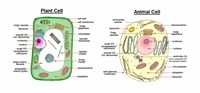 structure of a cell - Class 6 - Quizizz