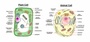 Anatomy of a Cell