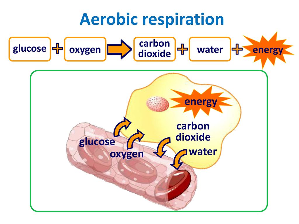 Aerobic respiration | Biology - Quizizz