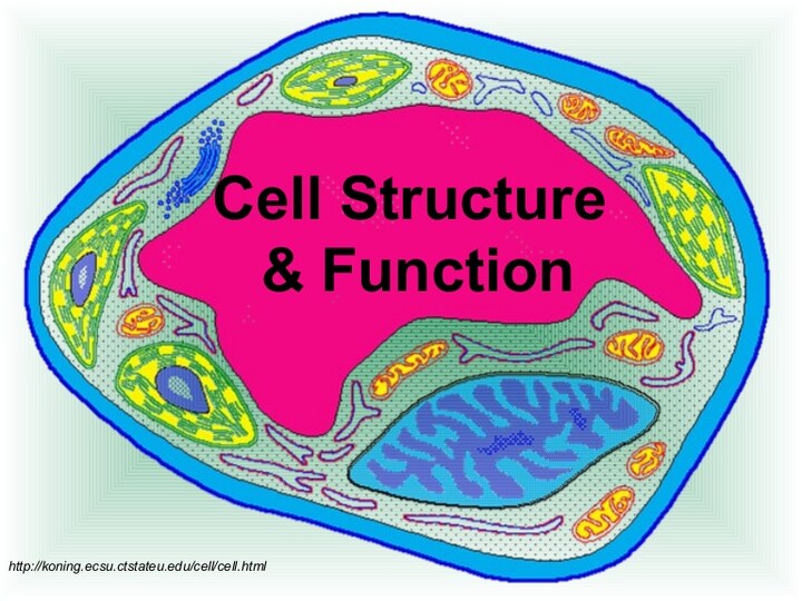 chromosome structure and numbers - Class 8 - Quizizz