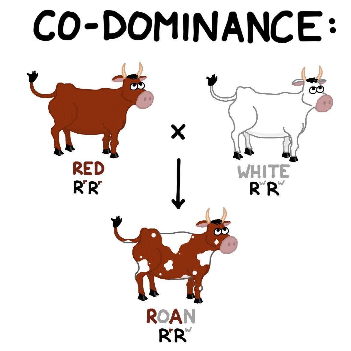 What Is A Codominant Trait