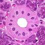 Histology -- Tissue Identification