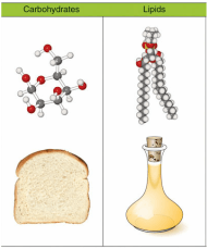 limits and continuity - Class 9 - Quizizz