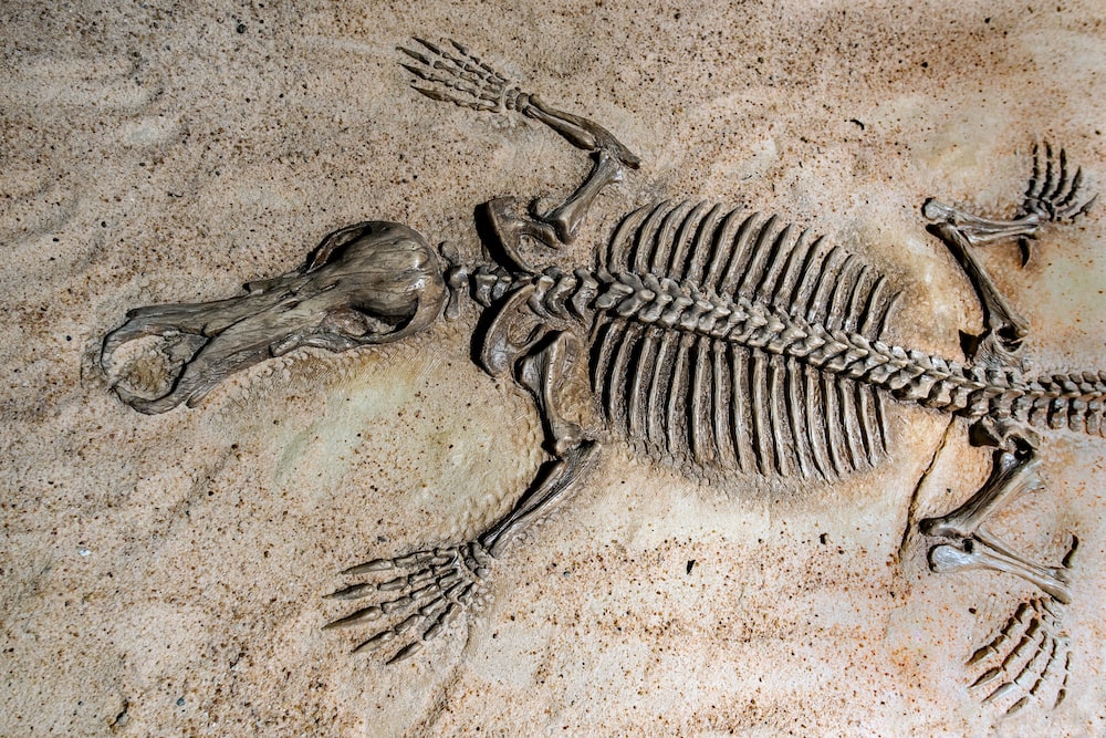 fossils Flashcards - Quizizz