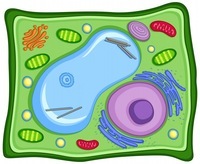 budowa elektronowa atomów Fiszki - Quizizz