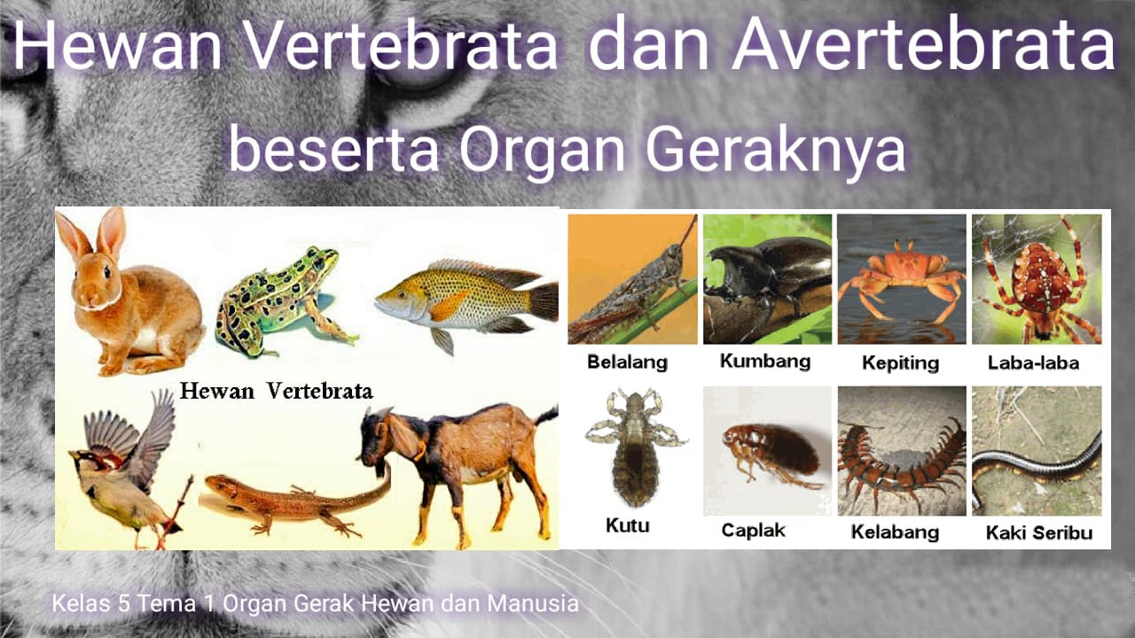 vertebrata dan invertebrata - Kelas 5 - Kuis