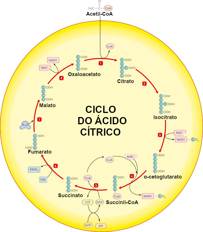 Bioenerg Tica Y Ciclo Del Acido C Trico Quizizz