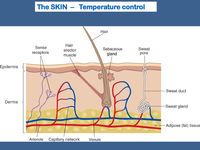 Homeostasis-2