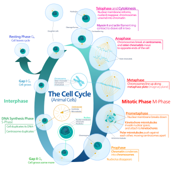 the cell cycle and mitosis - Year 9 - Quizizz