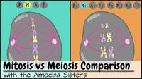 mitosis - Grado 12 - Quizizz